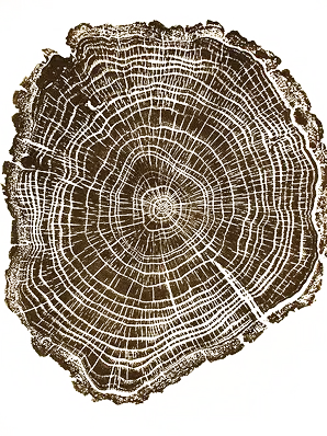 bois-coupe-cobois-2